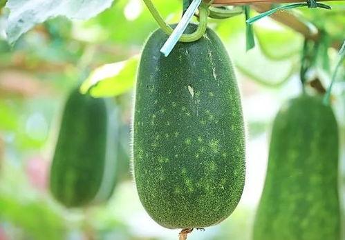 热门大瓜,热门大瓜背后的惊人真相